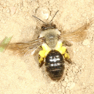 Andrena vaga female returning with abundant willow pollen to her nest at Dungeness RSPB reserve