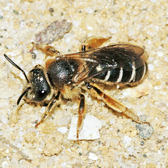 Andrena wilkella is found on sandy heathland as well as clay