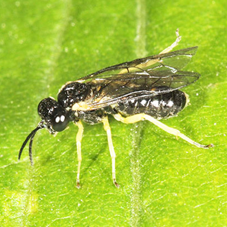 Aneugmenus coronatus also feeds on bracken