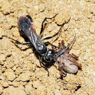 Anoplius infuscatus is less distinctly marked than viaticus