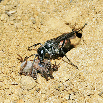 Preparing to haul the prey into the burrow