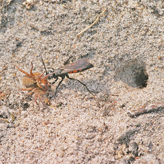 The spider is grasped and pulled towards the burrow