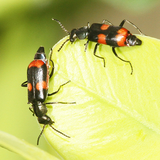 Anthocomus fasciatus is saproxylic and local in incidence