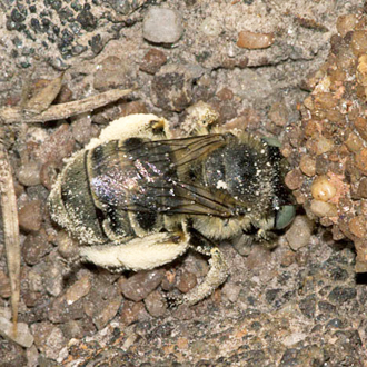 Anthophora bimaculata is a very noisy flier