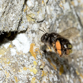 Anthophora plumipes is a large species that sometimes approaches its nest, often in building walls, at a relatively slow speed
