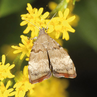 Apple-leaf Skeletonizer (Choreutis pariana) moths can cause some damage to commercial crops