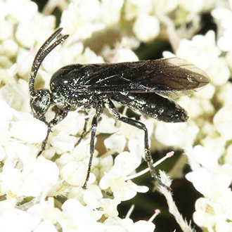 Arge berberidis is a relatively recent arrival in Britain