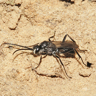 Auplopus carbonarius male