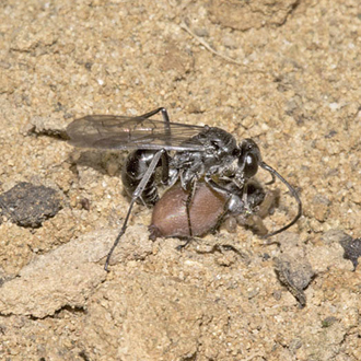 Prey is carried clasped underneath the abdomen