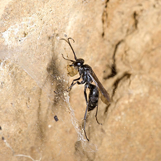The multi-celled nests are made of earth, here carried across a web