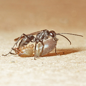 The female in 2012 caught spiders I had not seen before