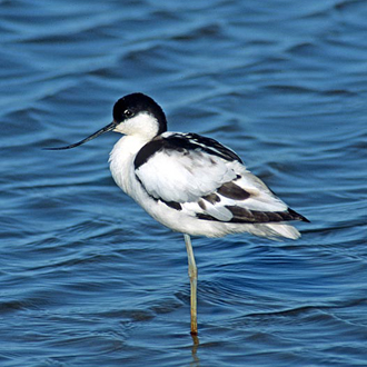 Avocet (Recurvirostra avosetta) taking a temporary rest
