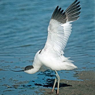 Avocet in a typical quickfire wing-stretching pose