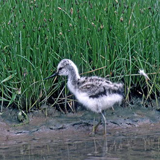 Avocet chicks are self-feeding but cared for by both parents