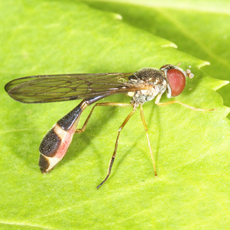 Female Baccha elongata with characteristic 'waist'
