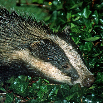 Badger (Meles meles) checking out a border