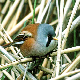Bearded Tit (Panurus biarmicus), which is neither bearded nor a tit
