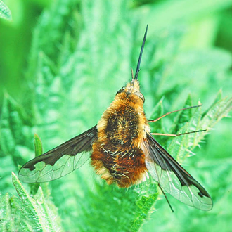 Bee-flies (Bombylius major) are seen in flight more often than resting