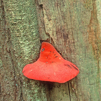 Beefsteak fungus (Fistulina hepatica) is found on Oak
