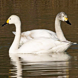 Bewick's Swans (Cygnus columbianus) travel as family units from Russia