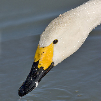 The unique yellow marking of a Bewick's face is clearly visible