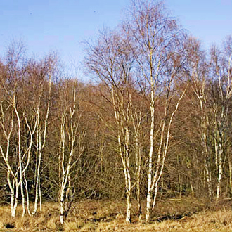 Birch (Betula pendula) woodland