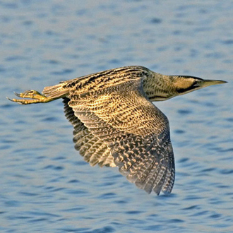 Bittern (Botaurus stellaris) in flight at the Wetland Centre in London