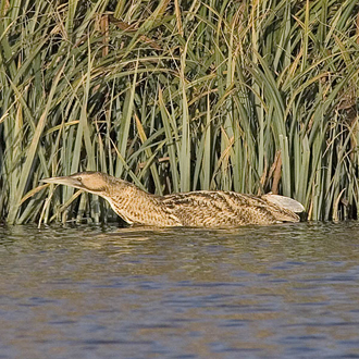 Bitterns swim as well as walk when searching for their main food, fish