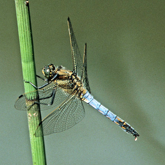 Black-tailed Skimmer male (Orthetrum cancellatum) perching