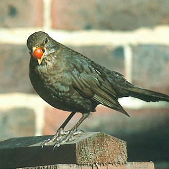Blackbird (Turdus merula) female with berry