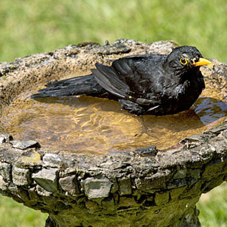 Blackbirds are among the most regular users of birdbaths to keep their plumage up to scratch