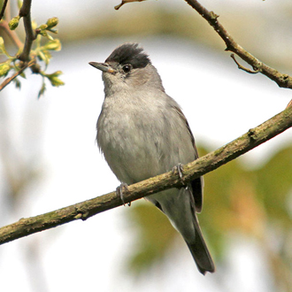 A male Blackcap (Sylvia atricapilla), another fine songster