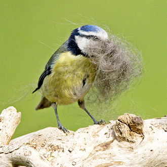 Blue Tit (Parus caeruleus) collecting cat fur for nesting