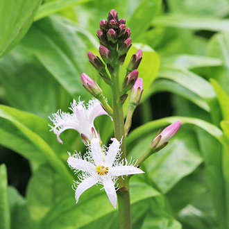 Bogbean (Manyanthes trifoliata) is from the Periwinkle family