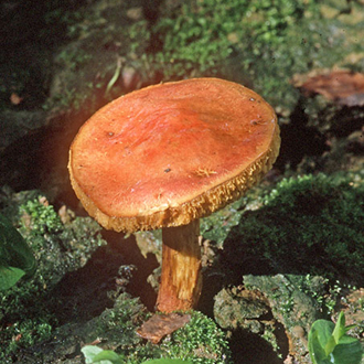 Boletus versicolor is a rare member of a group of 36 Boletus fungi in the UK