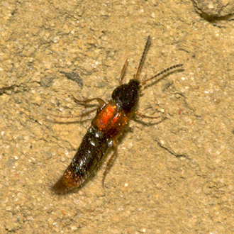 Bolitobius cingulatus is a Rove beetle found in lowland heathland