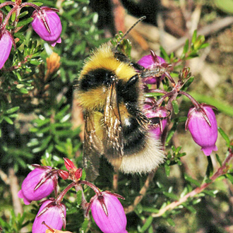 Bombus jonellus is often seen on Heather in summer