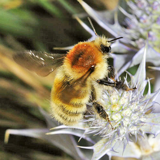 Male Bombus muscorum