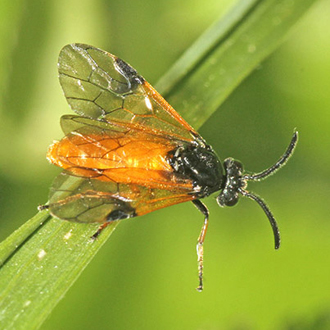Bramble Sawfly (Arge cyanocrocea)