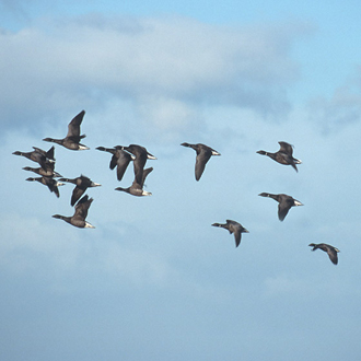 Flight of Brent Geese (Branta bernicia bernicia)