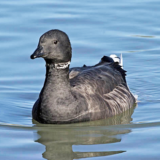 Captive Dark-bellied Brent Goose