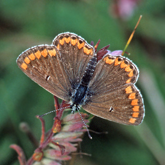 The Brown Argus (Plebeius agestis) enjoyed a population increase in the 1990s