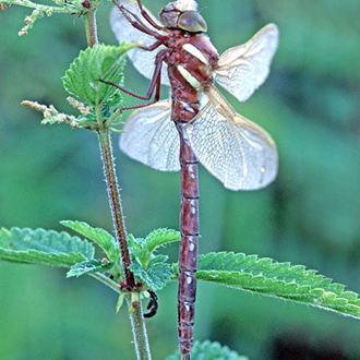 Brown Hawker (Aeshna grandis) soon after completing its emergence