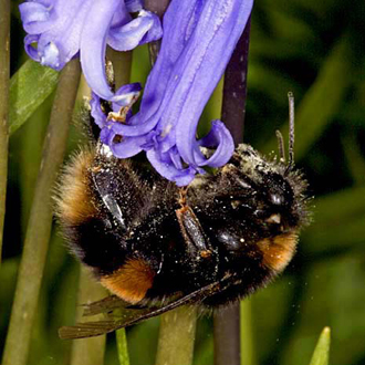 Bombus terrestris (Buff-tailed Bumblebee)