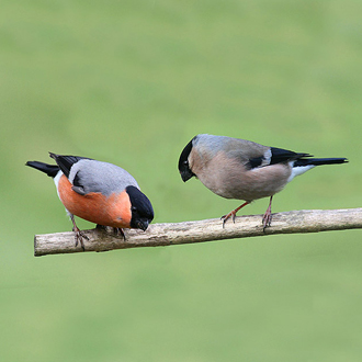 Male and female Bullfinch (Pyrrhula pyrrhula) - the species has suffered a major decline