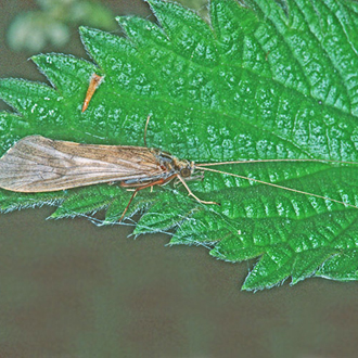 Caddis Flies are common in fresh water