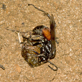 Ovipositing takes place before interment