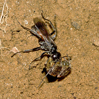 Ready to place the spider in the burrow