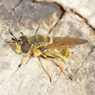 The nationally scarce Callicera aurata, showing the white tips to the antennae