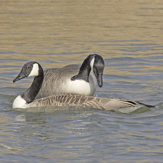 Mating preliminaries of Canada Geese (Branta Canadensis)